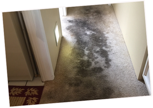 Bleach Spot Carpet Dye Repair